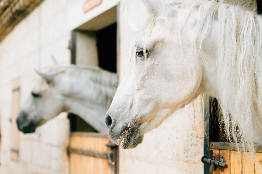 How to incorporate hemp products into your horse care routine